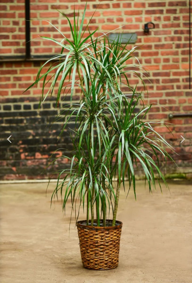 Dracena Marginata - Tarzan Tree