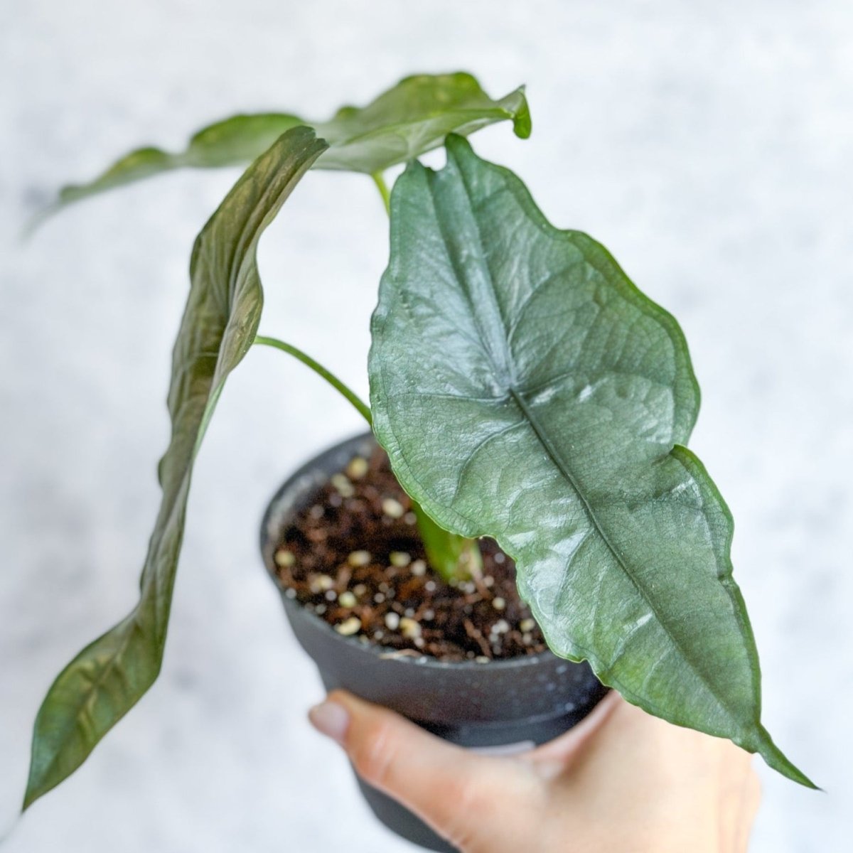 Dragon’s Breath Alocasia | Striking Silvery Foliage