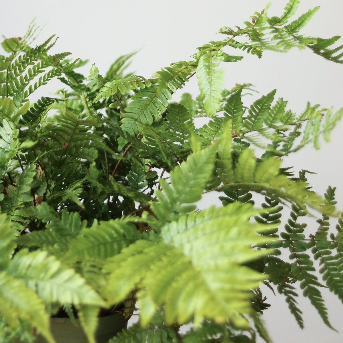 Dryopteris Erythrosora - Autumn Fern