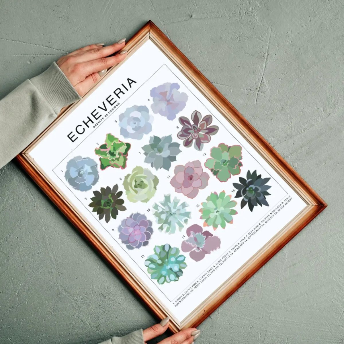 Echeveria Species ID Chart - Houseplant Succulent Art Print