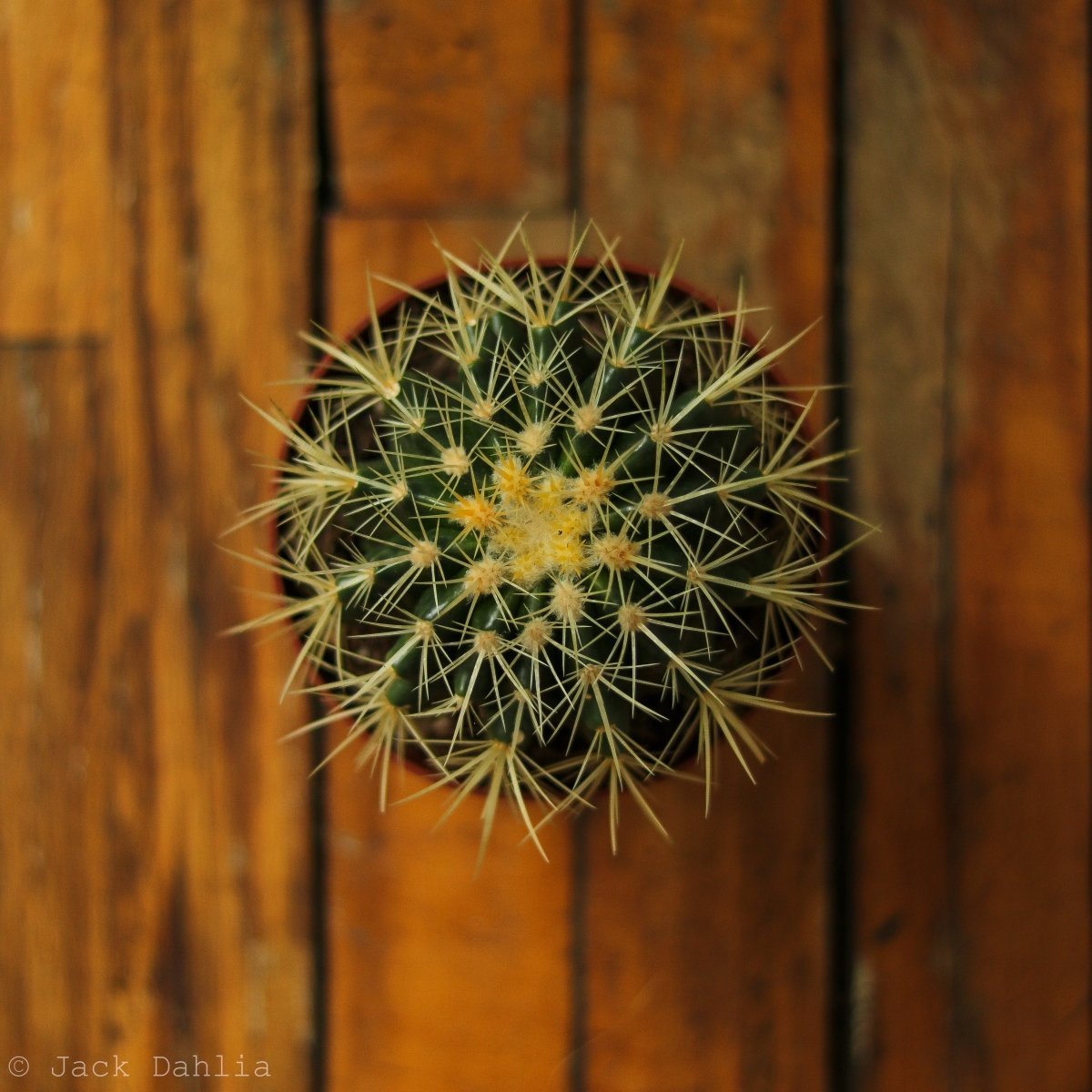 Echinocactus Grusonii ‘Golden Barrel Cactus’ - 4 Inch