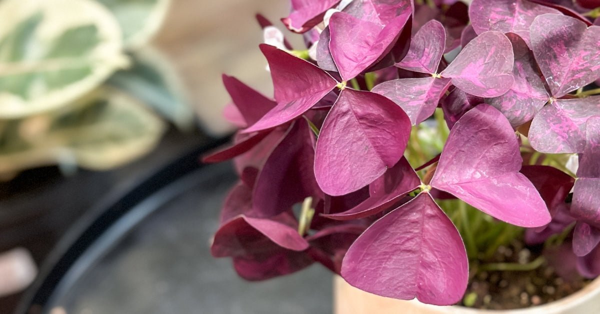 Ed's Plant Shop E-Gift Card