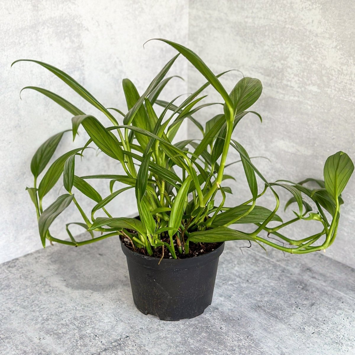 Epipremnum Amplissimum - Silver Streak Pothos - 6 Inch