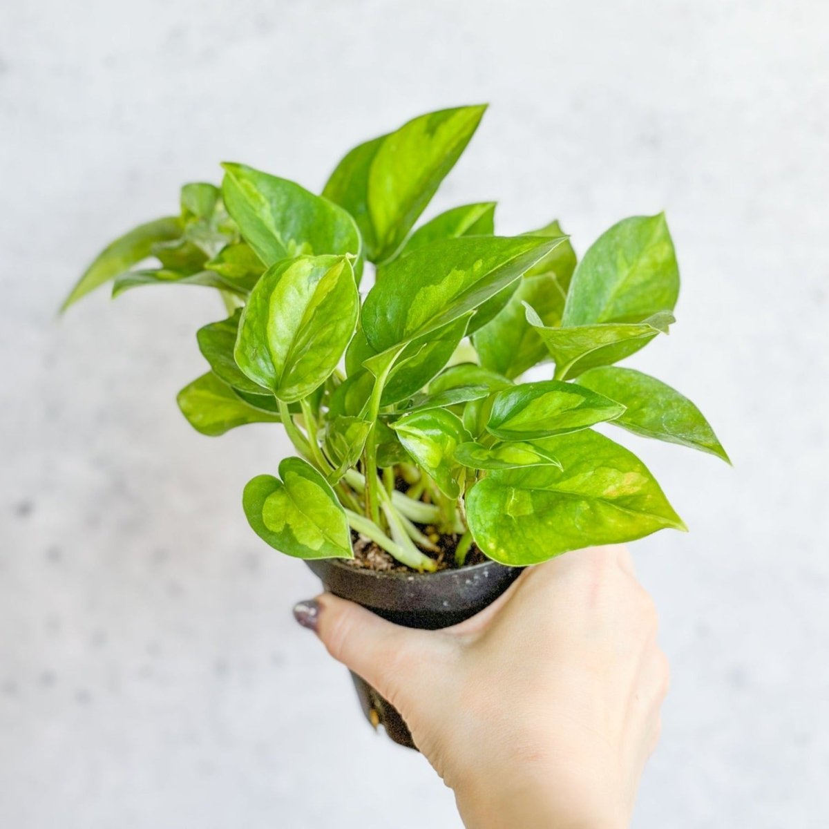 Epipremnum Aureum ‘Global Green’ - Global Green Pothos