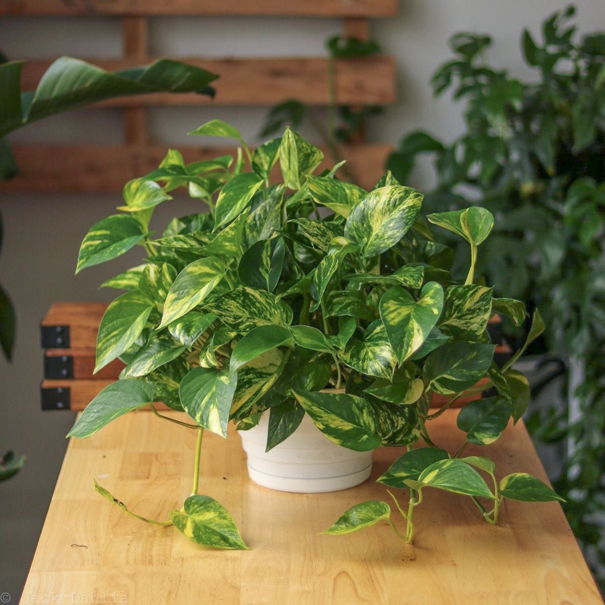 Epipremnum Aureum 'Golden Pothos' Hanging Basket