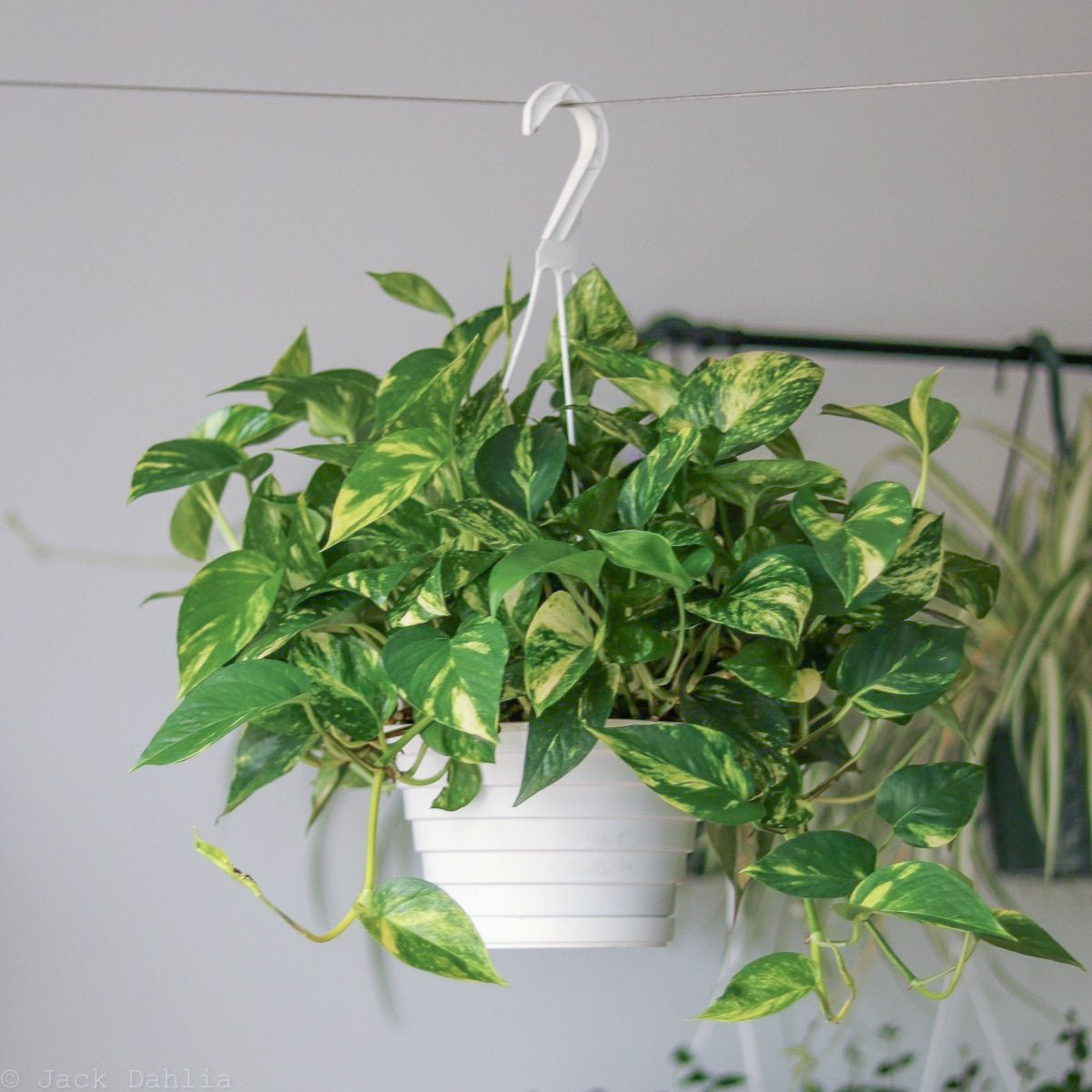 Epipremnum Aureum 'Golden Pothos'