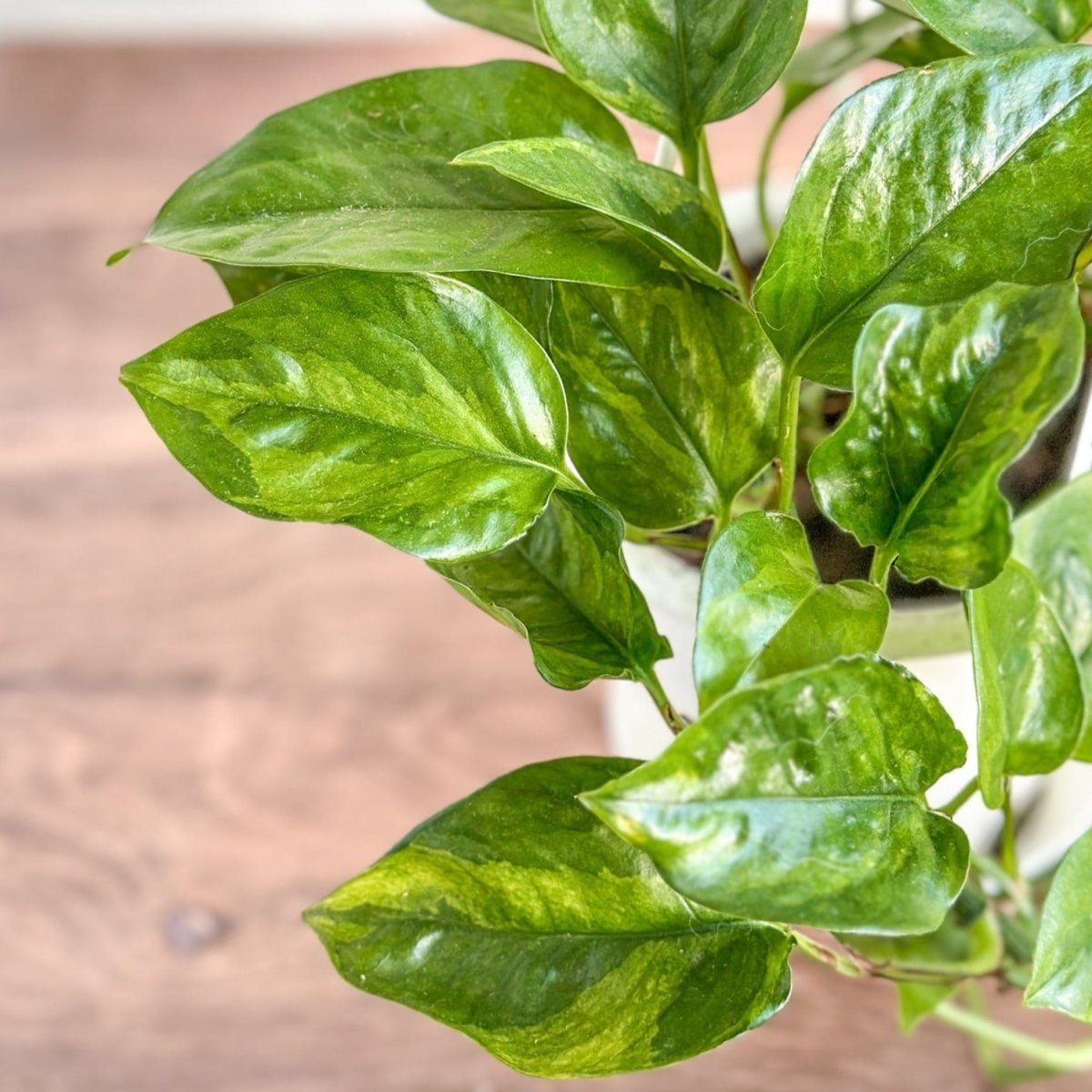 Epipremnum Aureum 'Lizard Queen'