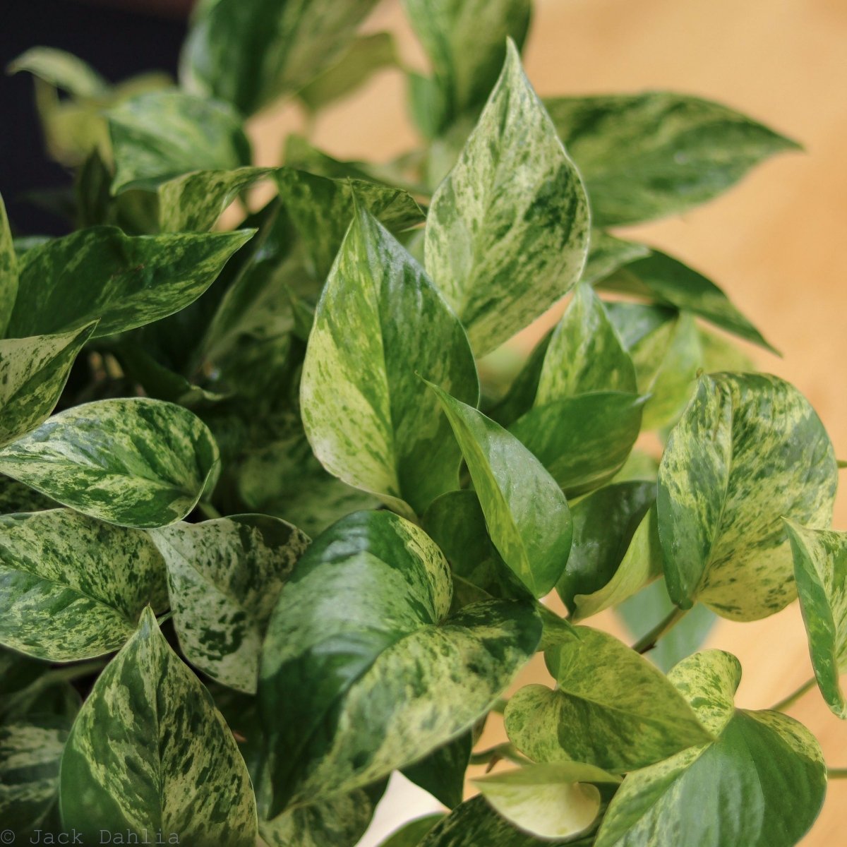 Epipremnum Aureum 'Marble Queen' Pothos