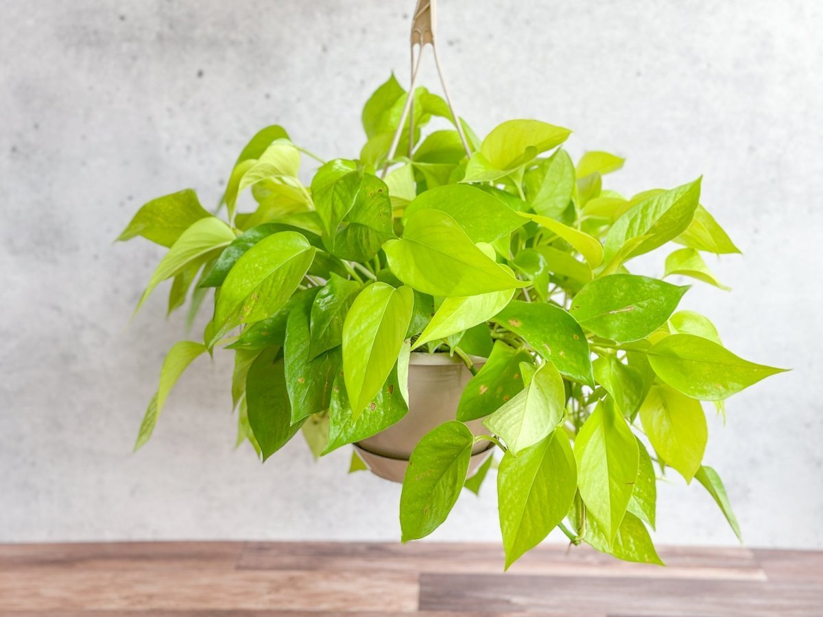 Epipremnum Aureum 'Neon' Pothos - Hanging Basket