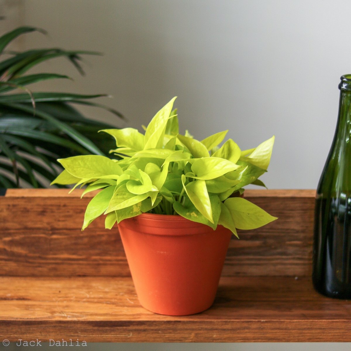 Epipremnum Aureum 'Neon' Pothos