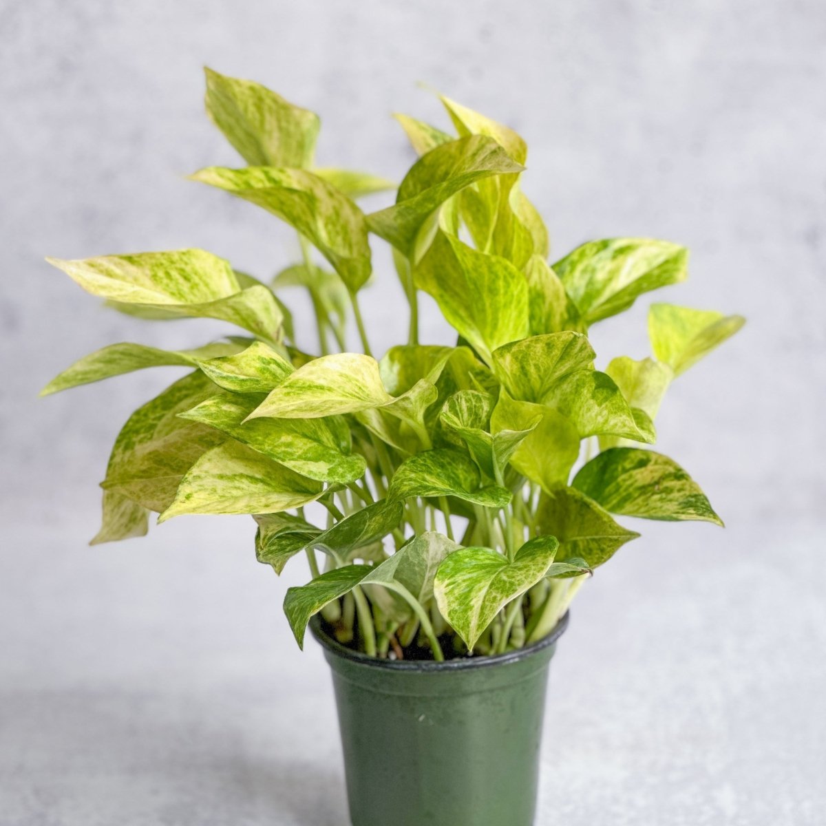 Epipremnum Aureum 'Neon Queen' Pothos