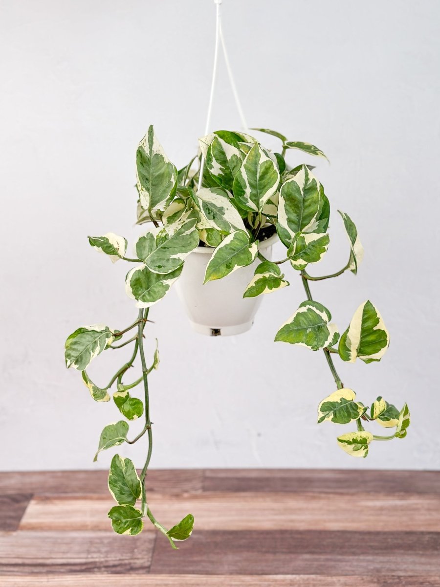 Epipremnum Aureum 'Pearls And Jade' Pothos Hanging Basket