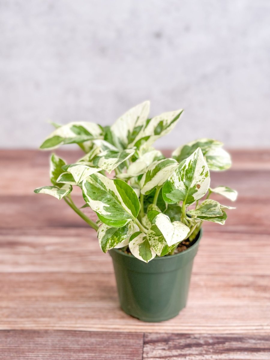 Epipremnum Aureum 'Pearls And Jade' Pothos