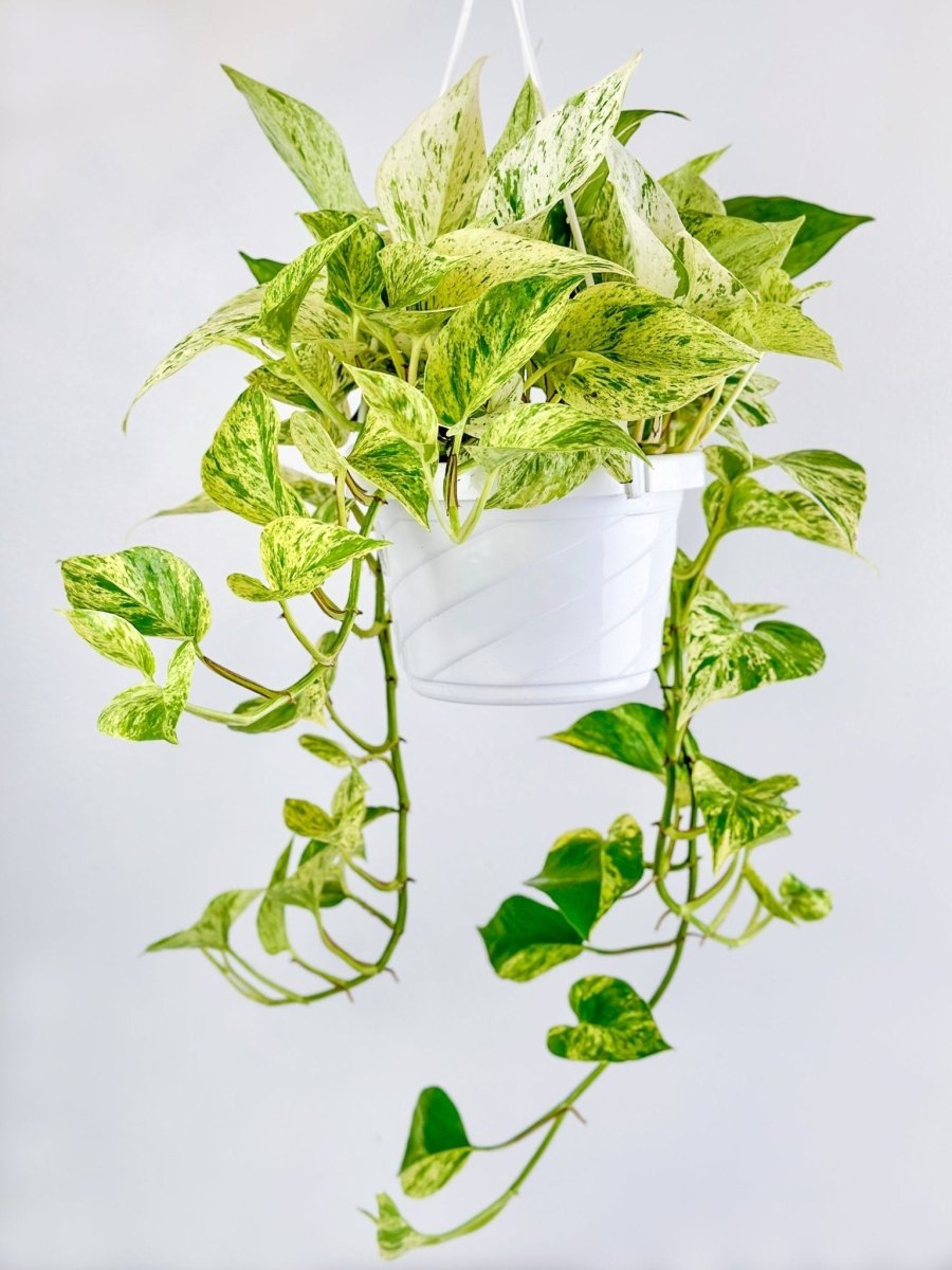 Epipremnum Aureum - ‘Snow Queen’ Pothos