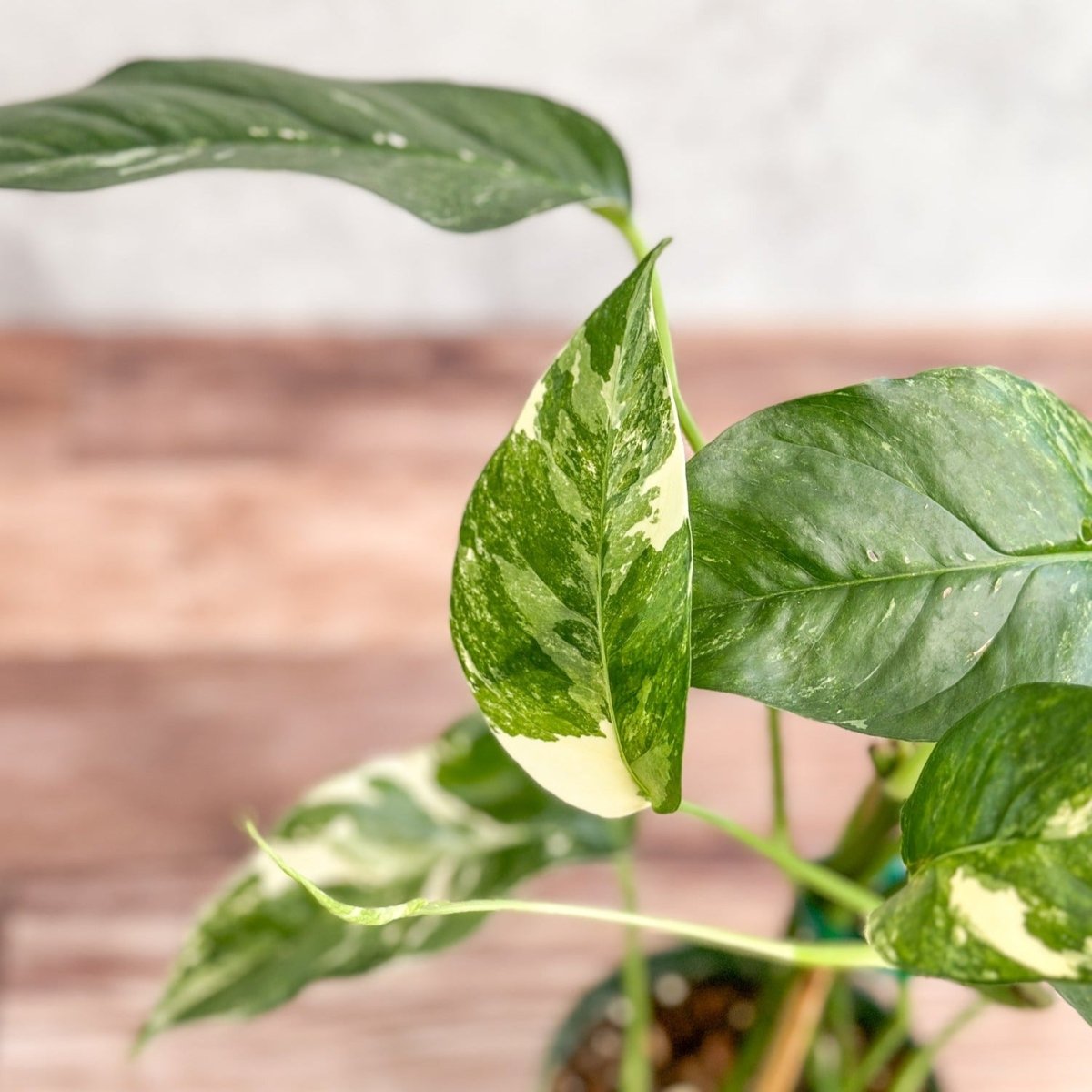 Epipremnum Pinnatum Albo - Rare Variegated Pothos