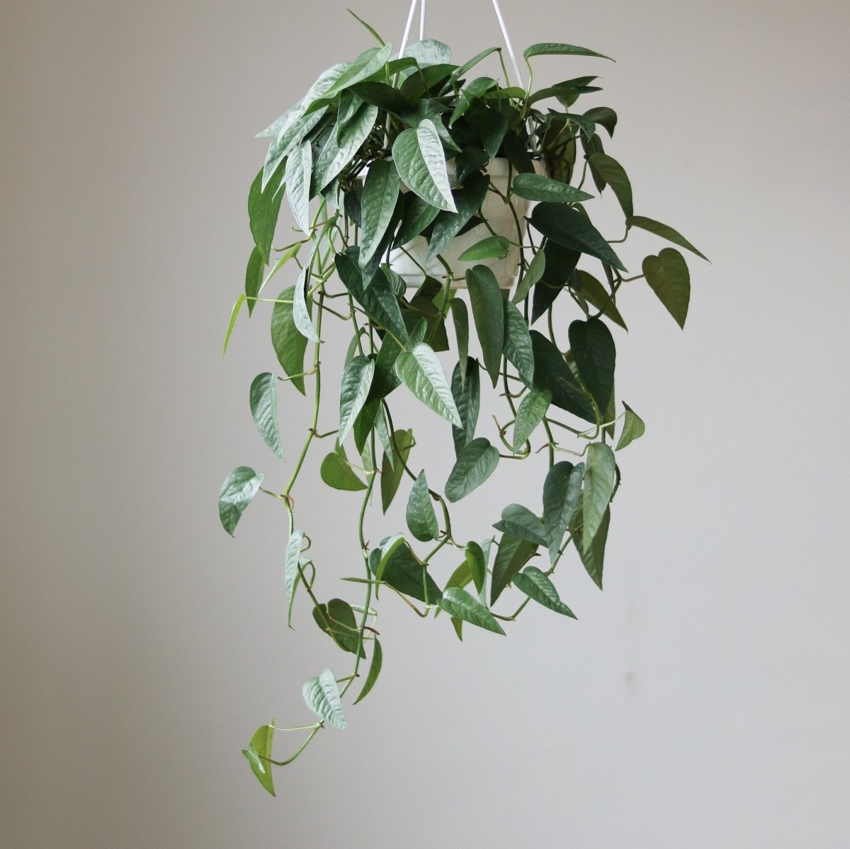 Epipremnum Pinnatum 'Cebu Blue'