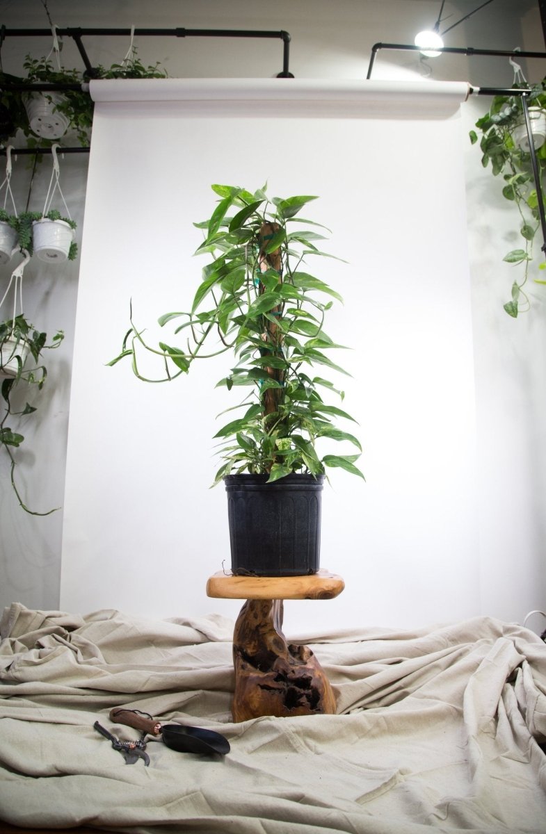 Epipremnum Pinnatum 'Gold Flame' Floor Plant