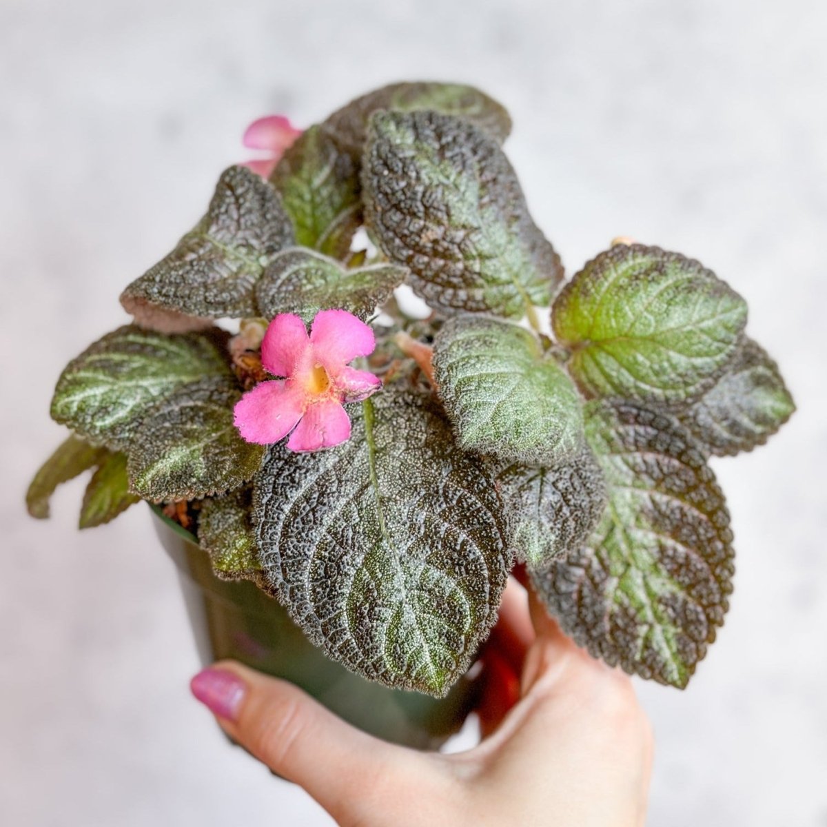 Episcia ‘Pink Panther’ – Pink-Variegated Flame Violet