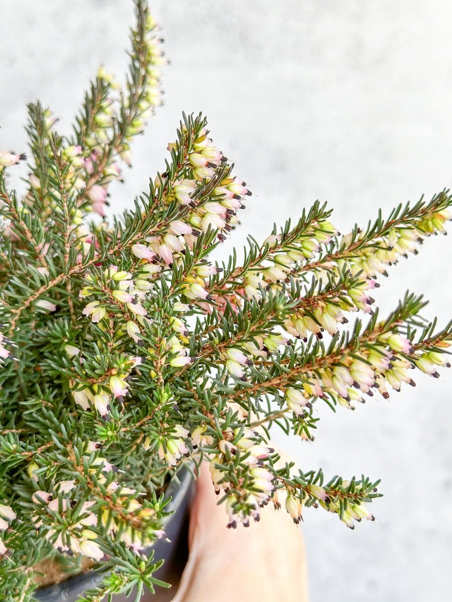 Erica Carnea - Flowering Heather