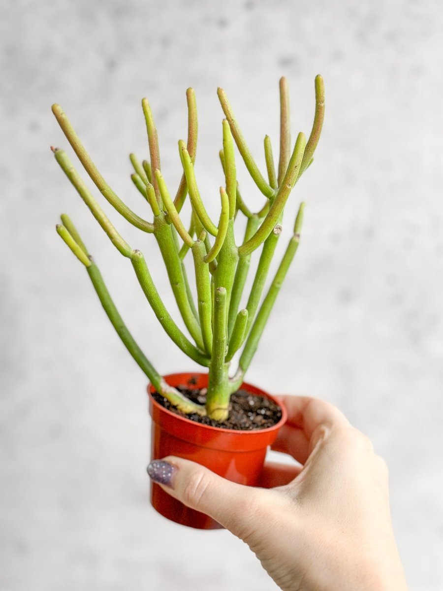 Euphorbia Tirucalli - Firestick Cactus - Red Blaze