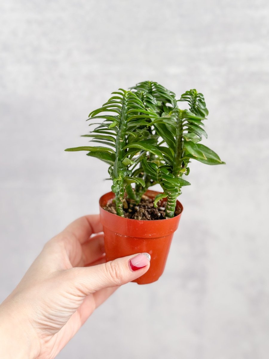Euphorbia Tithymaloides - Devils Backbone - 3 Inch