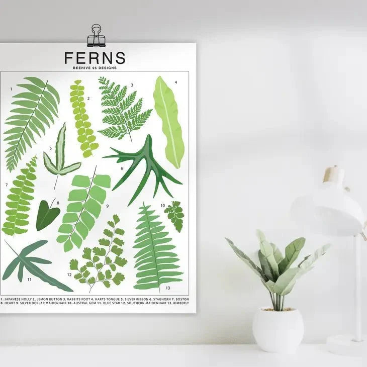 Ferns Species ID Chart - Botanical Houseplant Art Print