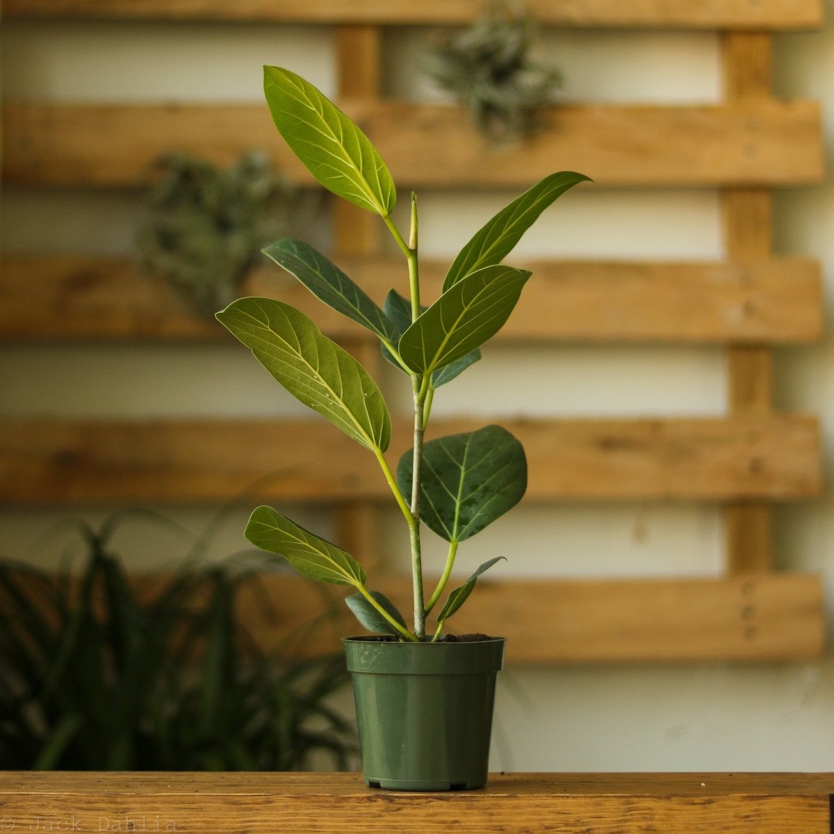 Ficus Benghalensis 'Audrey'