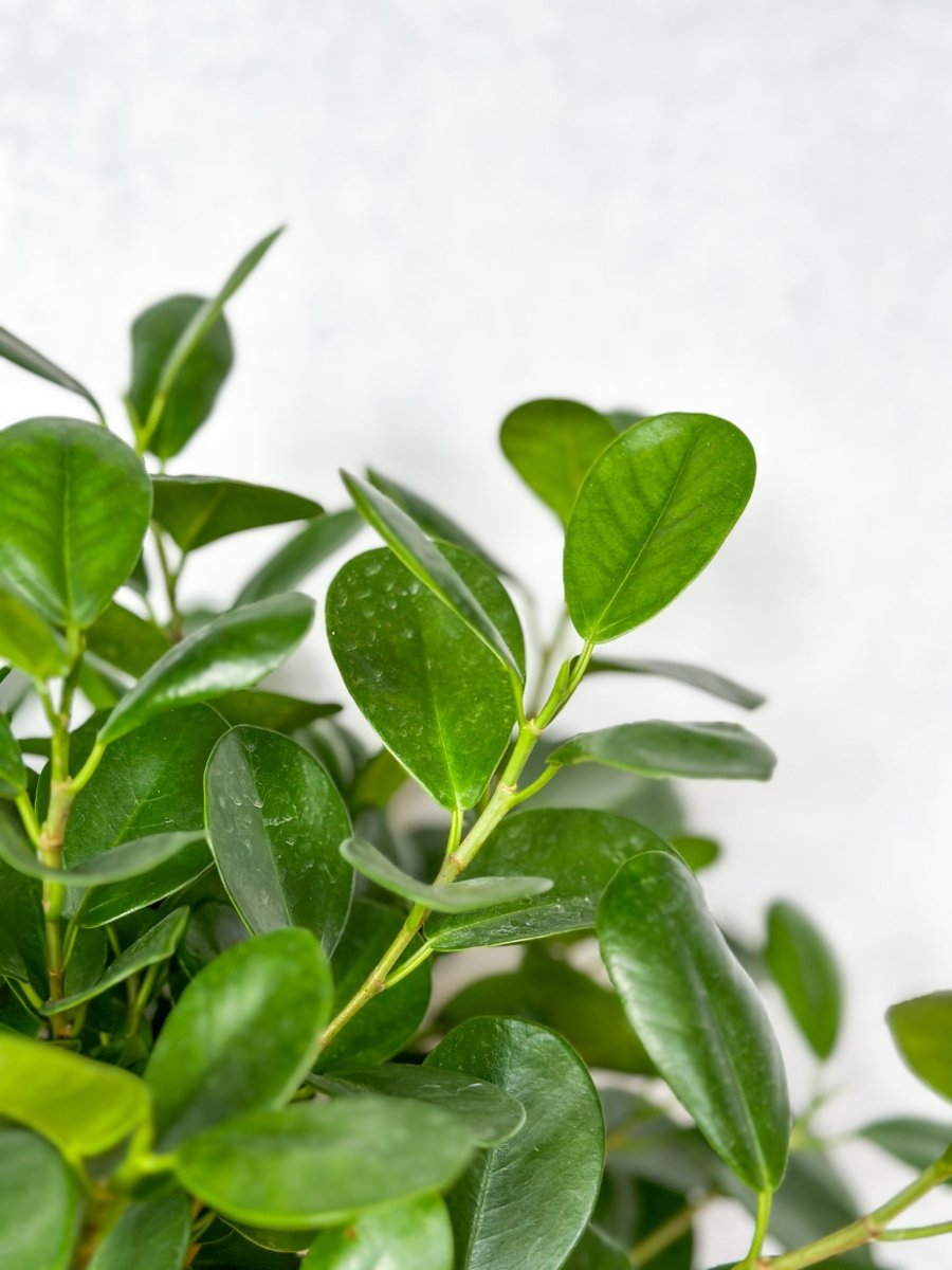 Ficus Benjamina - Braided Ficus Floor Plant