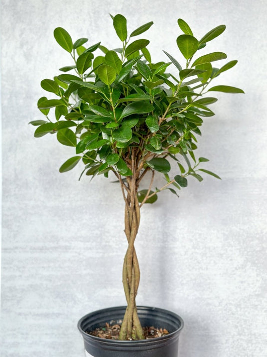 Ficus Benjamina - Braided Ficus Floor Plant