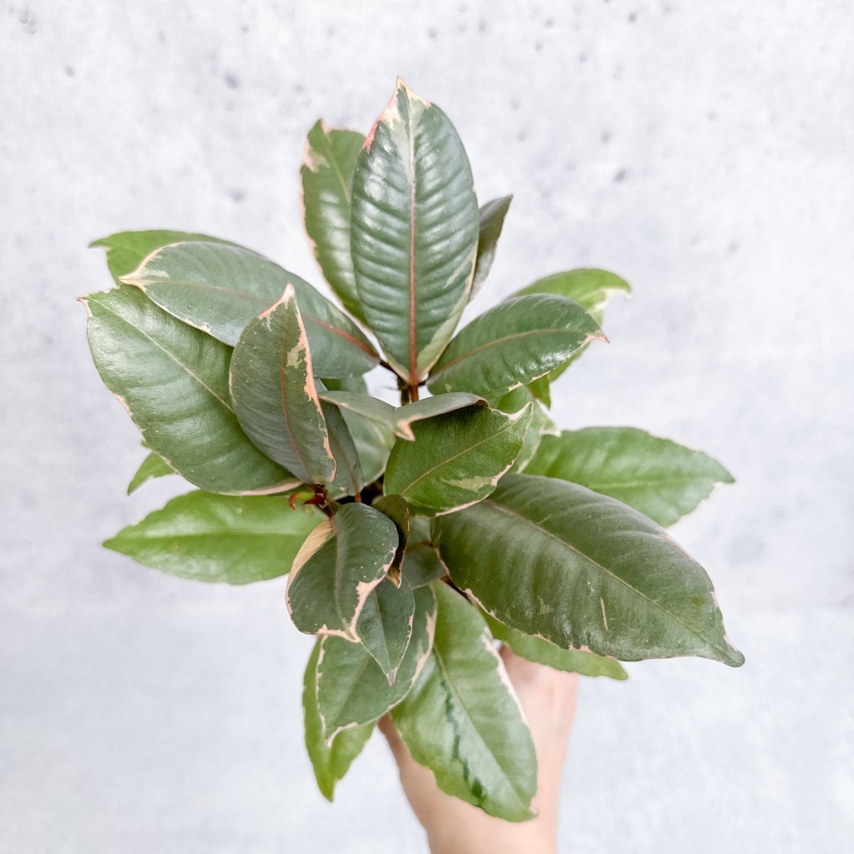 Ficus Elastica 'Ruby' - Ruby Ficus
