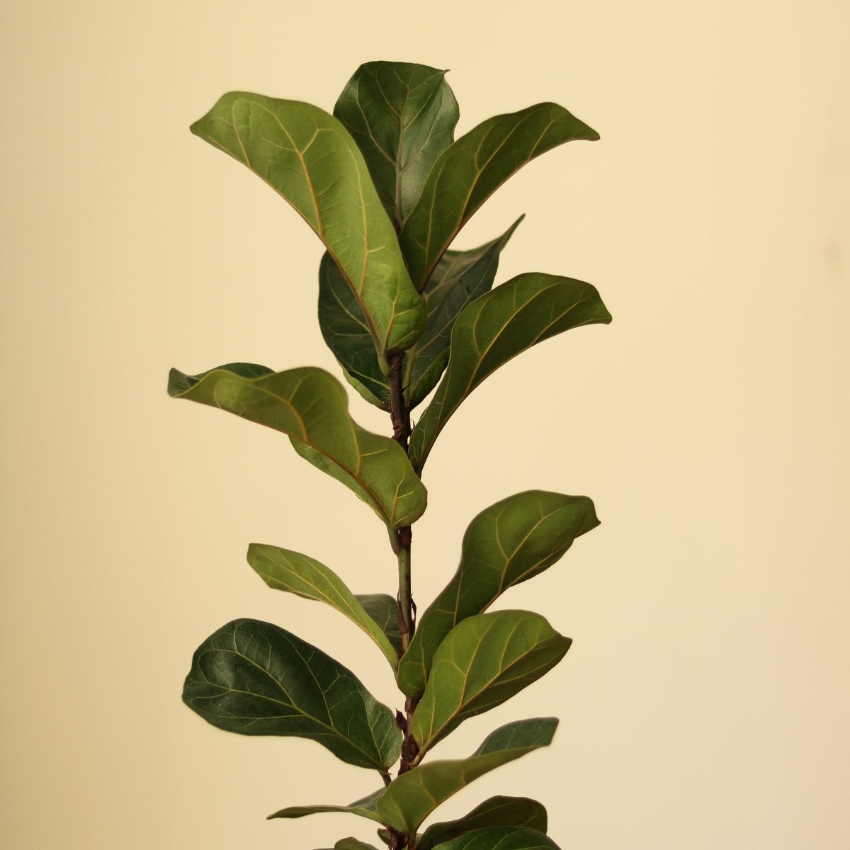 Ficus Lyrata ‘Bambino’ - Bambino Fiddle Leaf Fig - Various Sizes