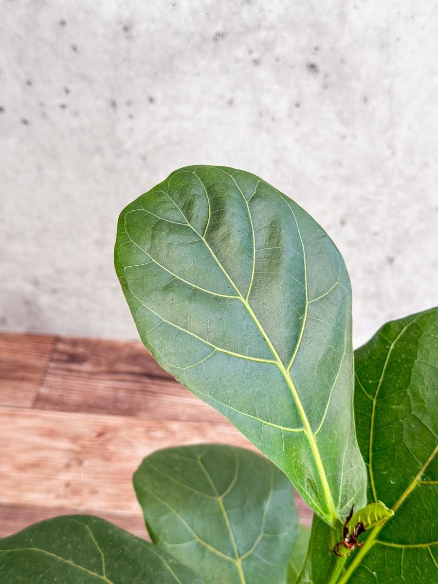 Ficus Lyrata 'Fiddle Leaf Fig'