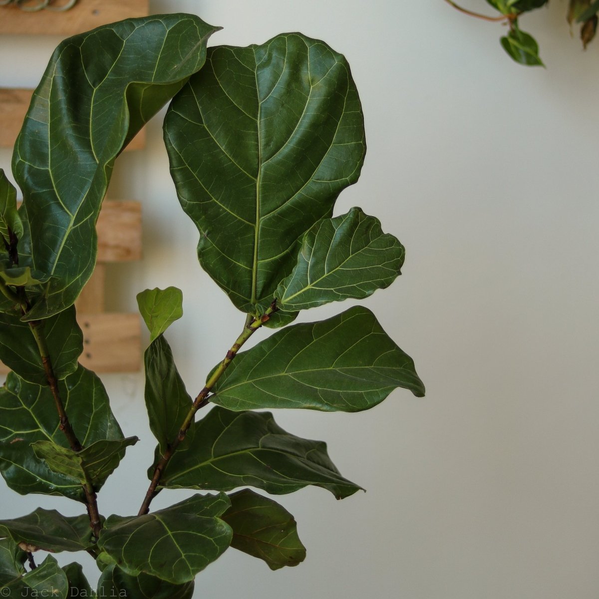 Ficus Lyrata 'Fiddle Leaf Fig' - Various Sizes Large Floor Plant