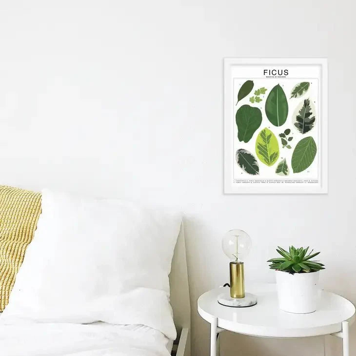 Ficus Species ID Chart - Botanical Houseplant Art Print