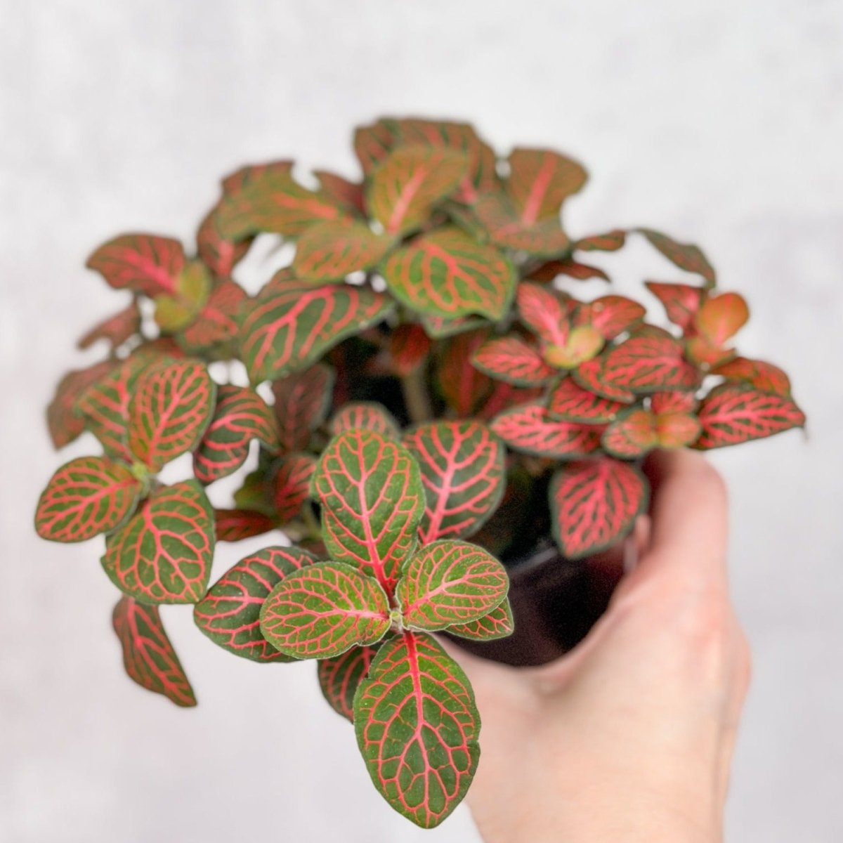 Fittonia Albivenis - Mosaic/Nerve Plant - Various Sizes