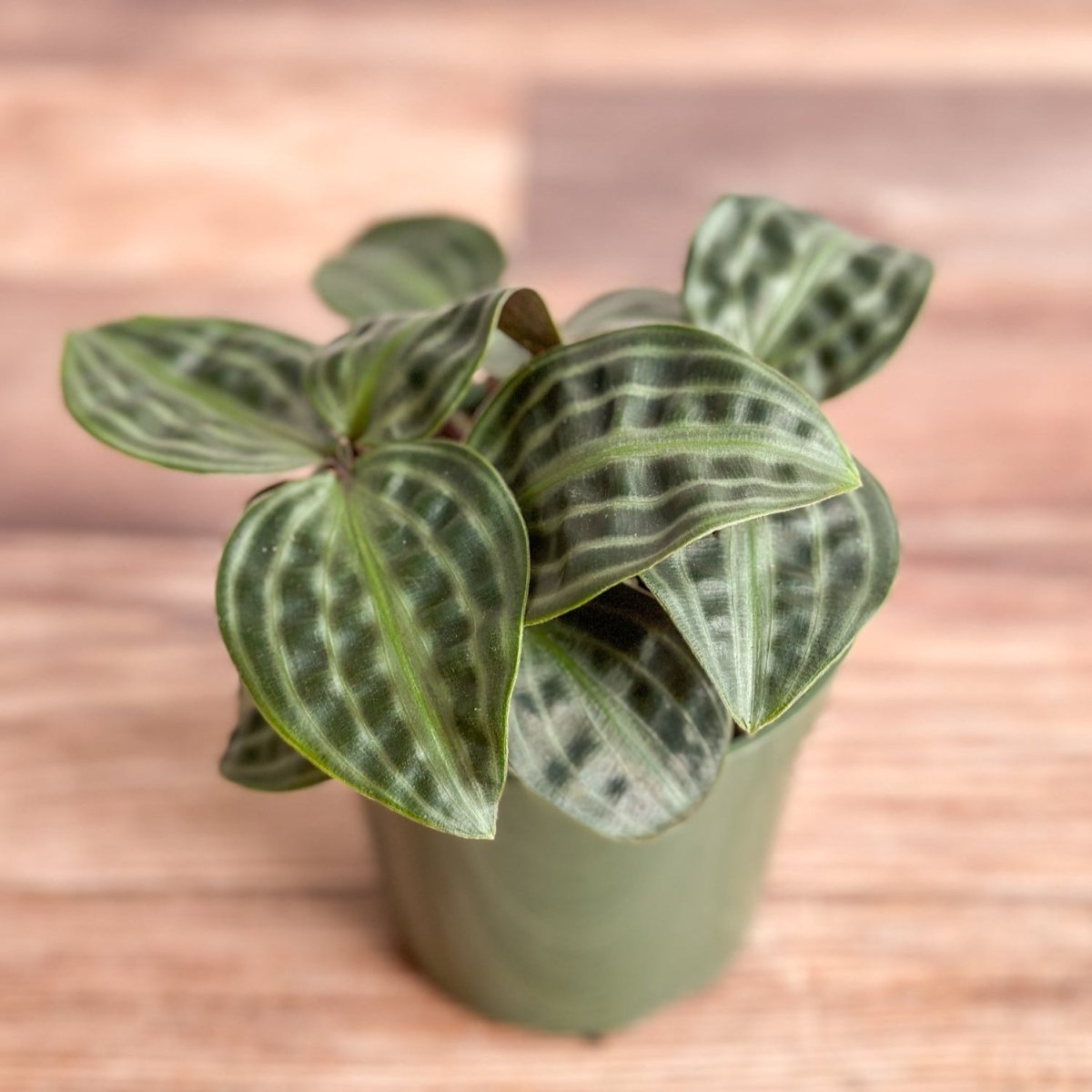 Geogenanthus Poeppigii - Seersucker Plant