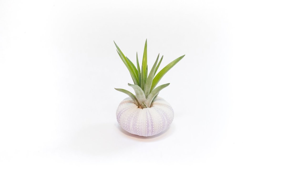 Gift Wrapped Purple Urchins With Tillandsia Air Plants