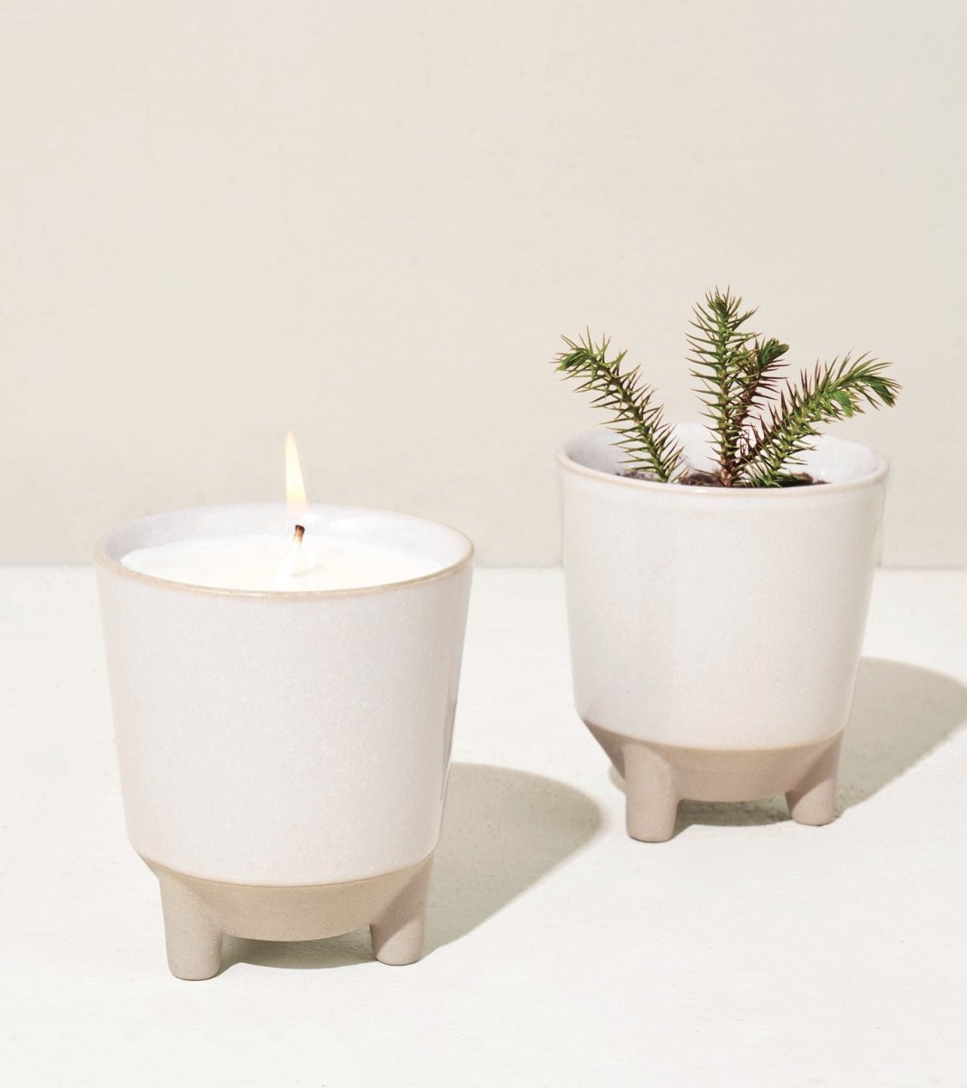 Glow & Grow Candle-to-Planter Kit – Basil, Daisies, Aloe, Or Spruce
