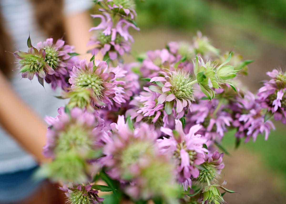 Grow Your Own Cut Flower Garden Kit – Backyard Bouquets Made Easy!