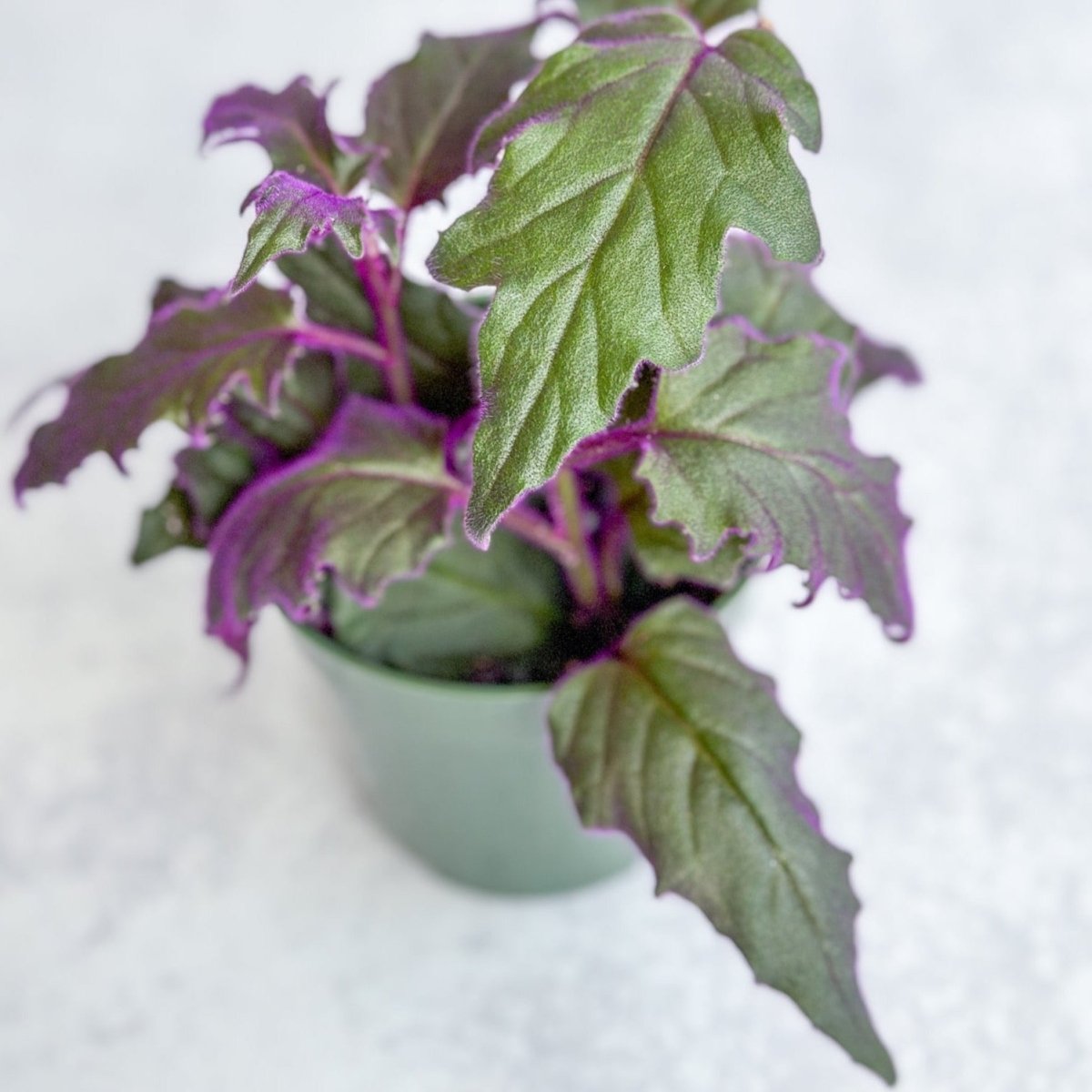 Gynura Aurantiaca 'Purple Passion'