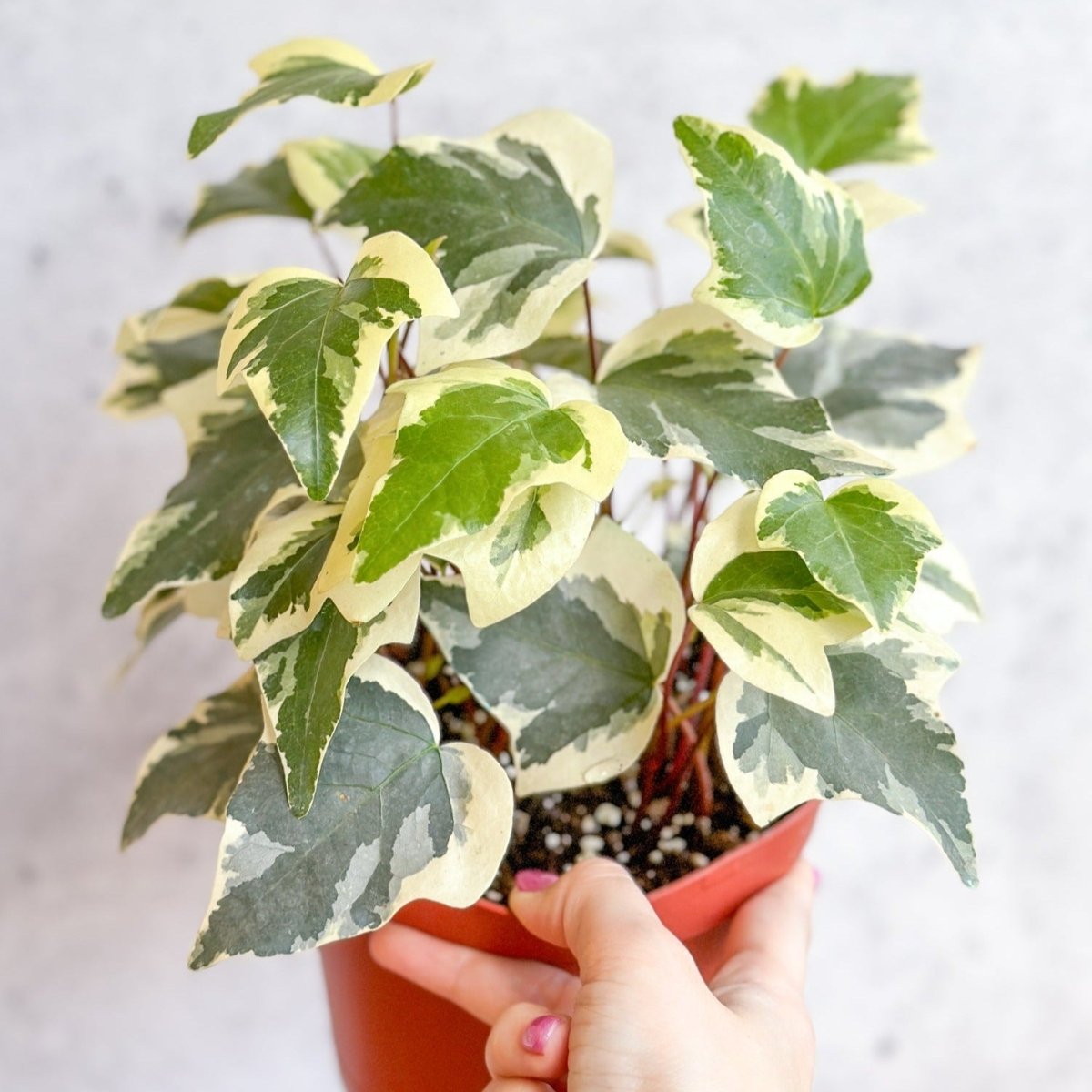 Hedera Canariensis - Algerian Ivy Hanging Basket
