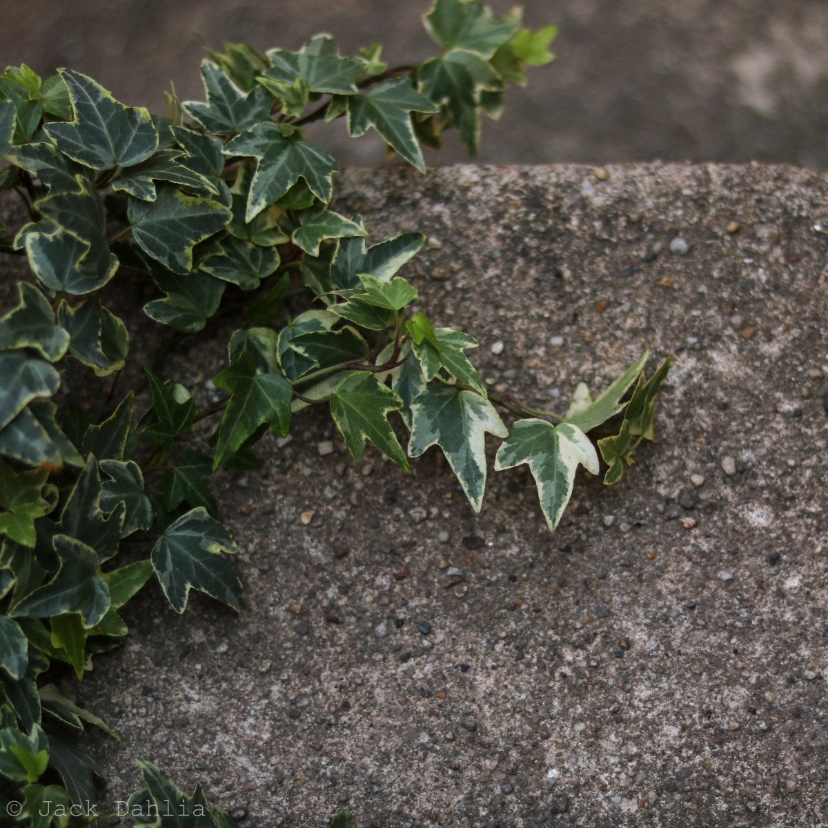 Hedera Helix Variegata ‘Variegated English Ivy’
