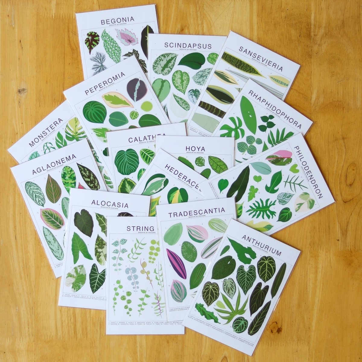 Hederaceum Species ID Chart - Botanical Houseplant Art Print