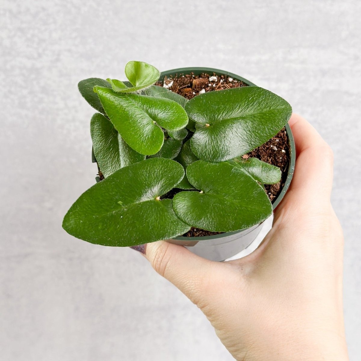 Hemionitis Arifolia 'Heart Fern'