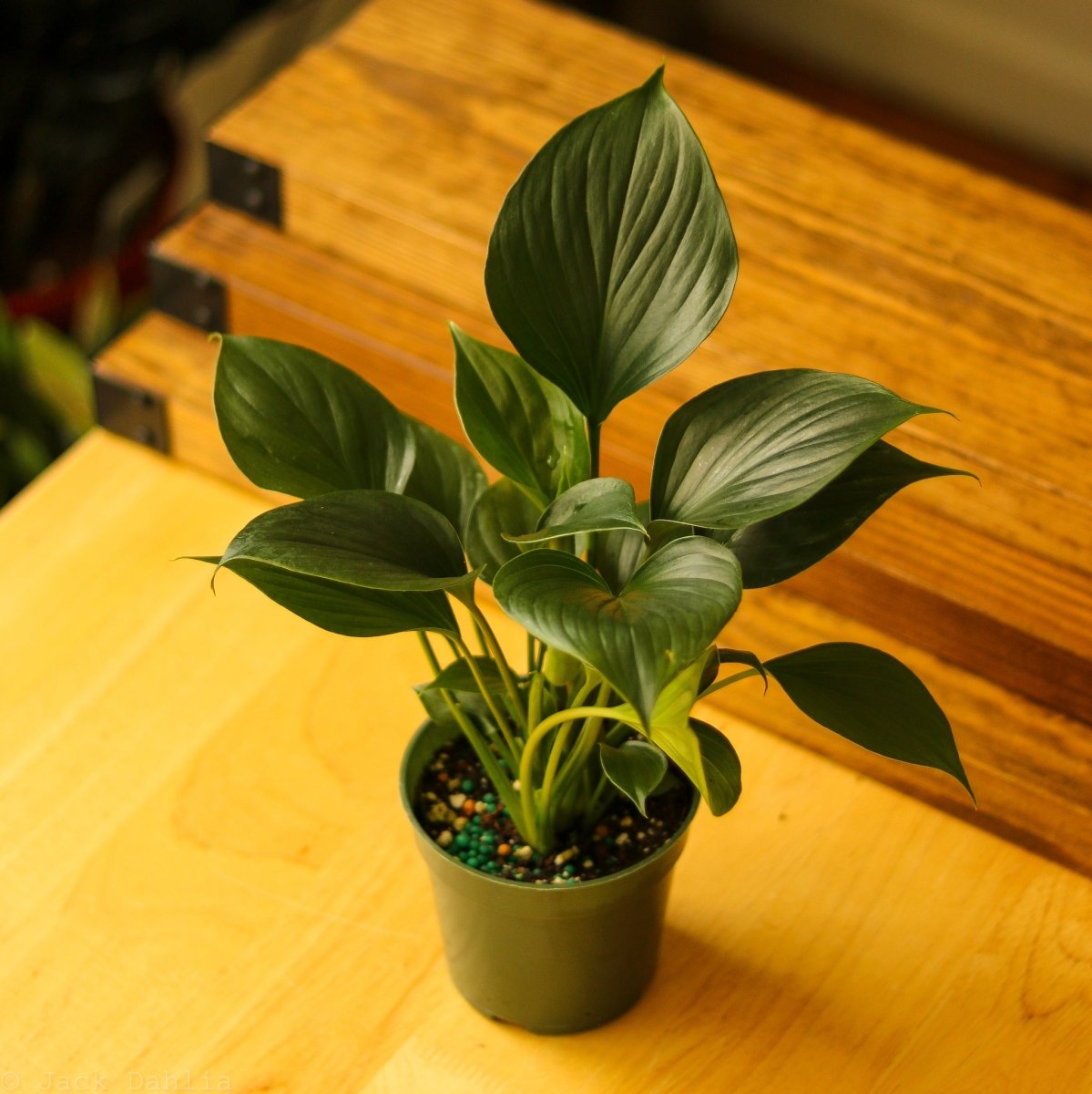 Homalomena ‘Emerald Gem’ – Low Maintenance Tropical Foliage Plant