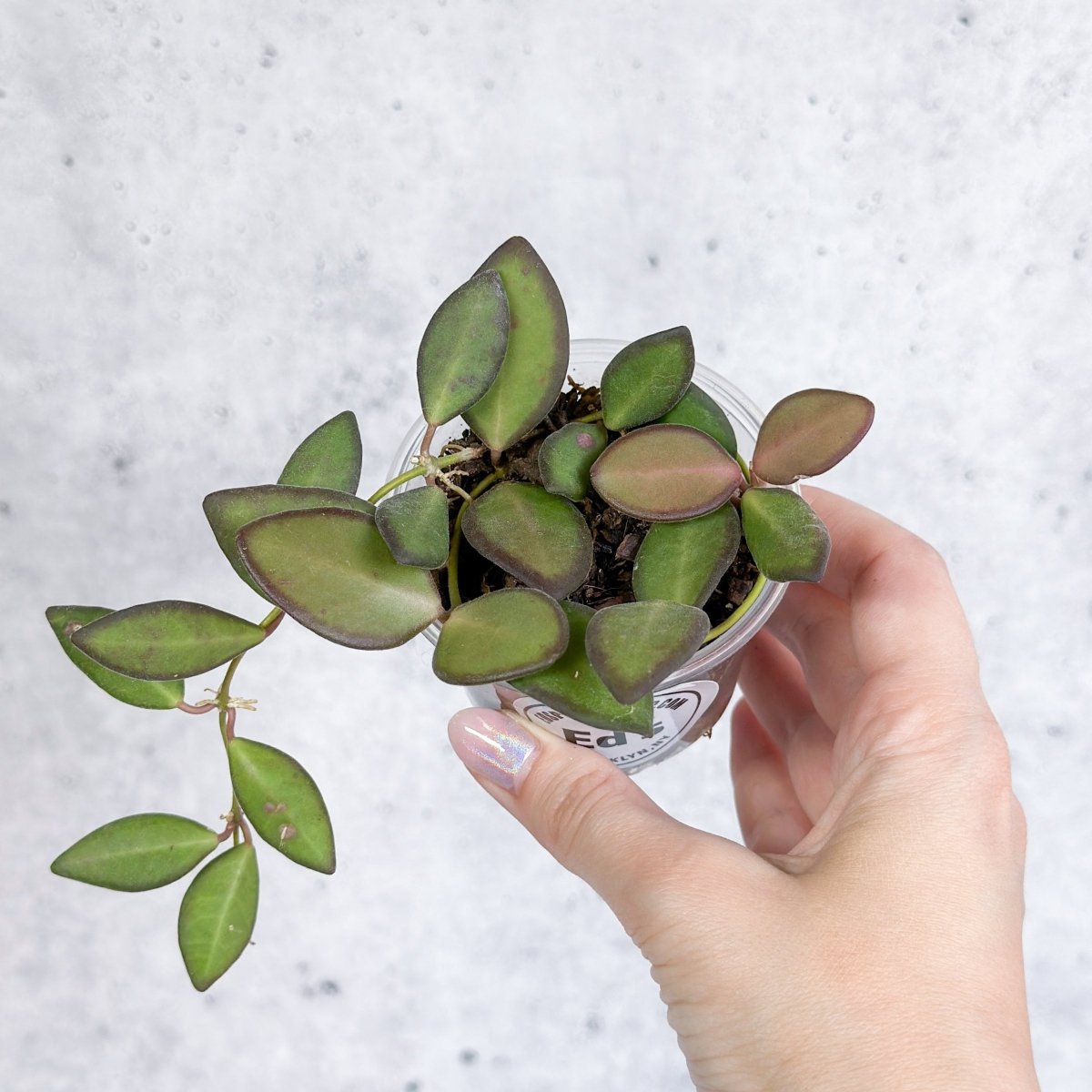 Hoya Affinity Burtoniae - Affinity Hoya - Various Sizes