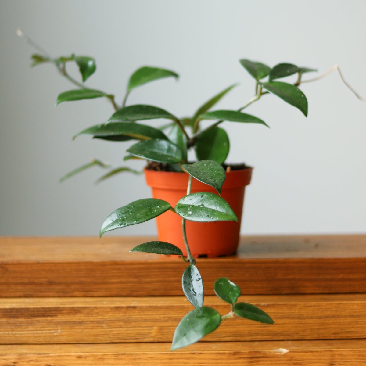 Hoya Carnosa Green 'Wax Plant' – Porcelain Flower