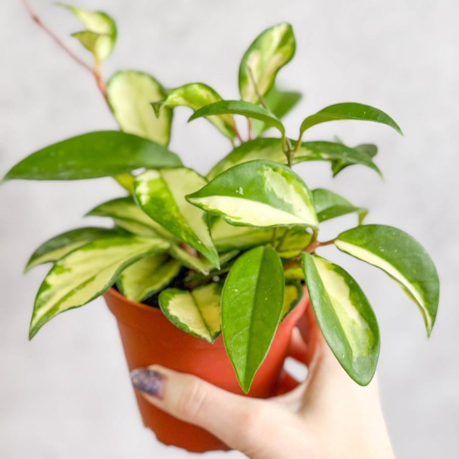 Hoya Carnosa 'Krimson Princess' Wax Plant