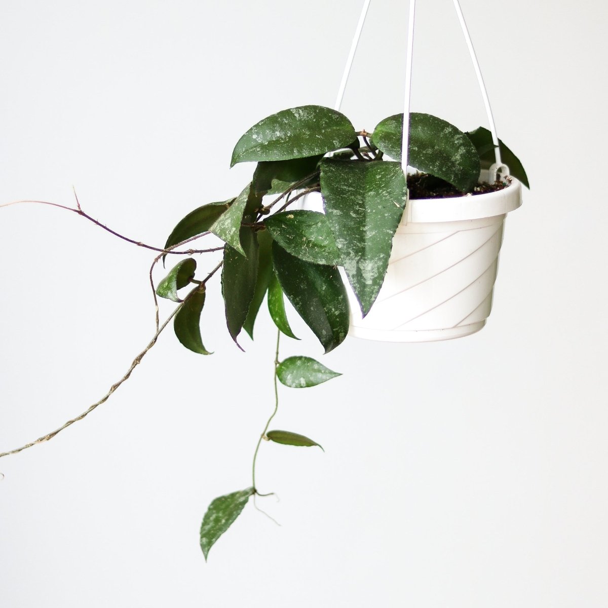 Hoya Caudata ‘Sumatra’ Wax Flower - 6 Inch Hanging Basket