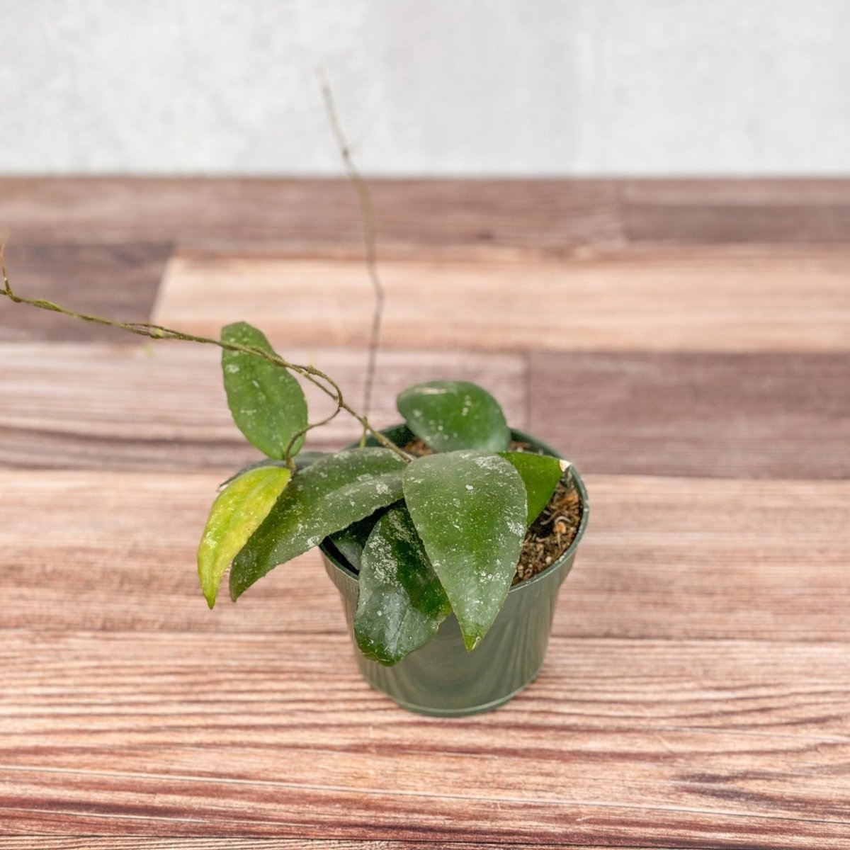 Hoya Caudata Sumatra Wax Plant - Various Sizes